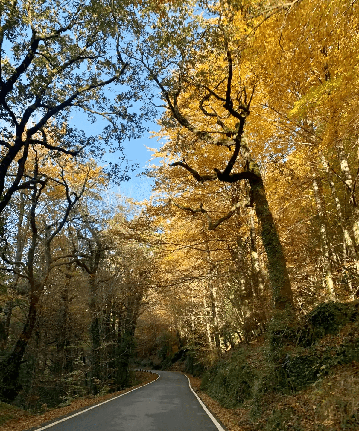 Mata da Albergaria: a floresta milenar do coração do Gerês