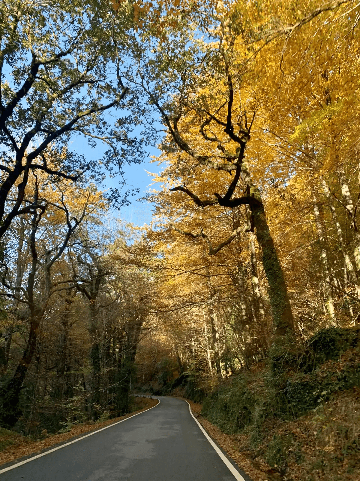 Bosque encantado